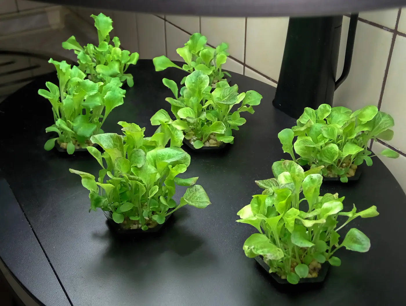 Fast-Growing Indoor Plants: Bring Life to Your Home