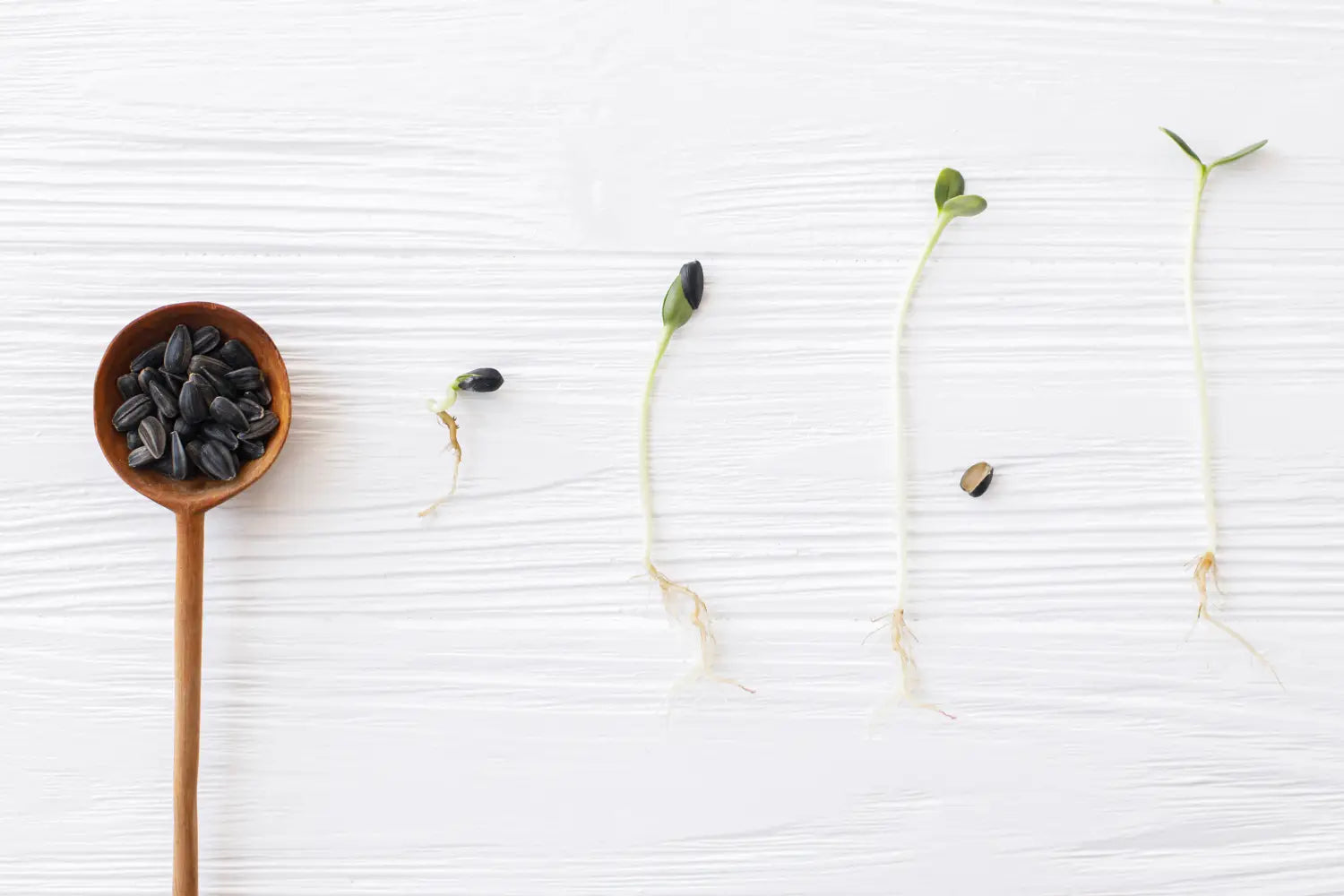Growing Plant Stages Explained: From Seed to Bloom