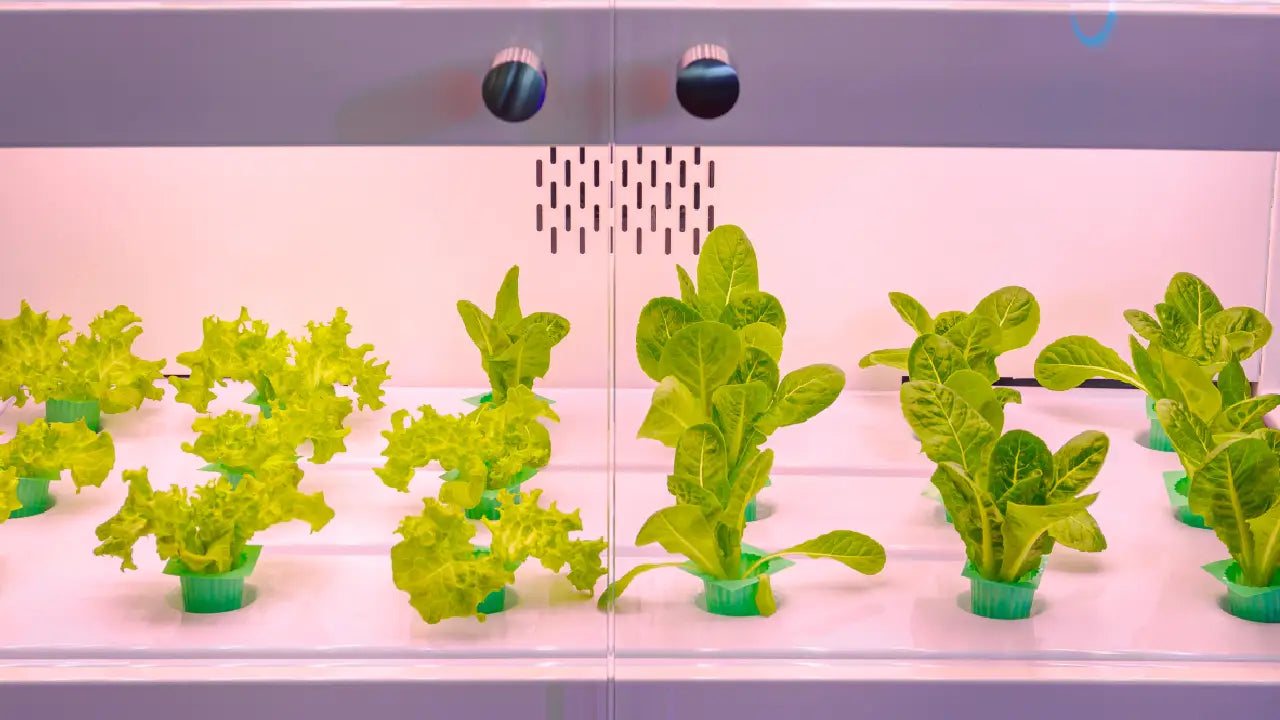 Automated Grow Box: The Future of Effortless Home Gardening