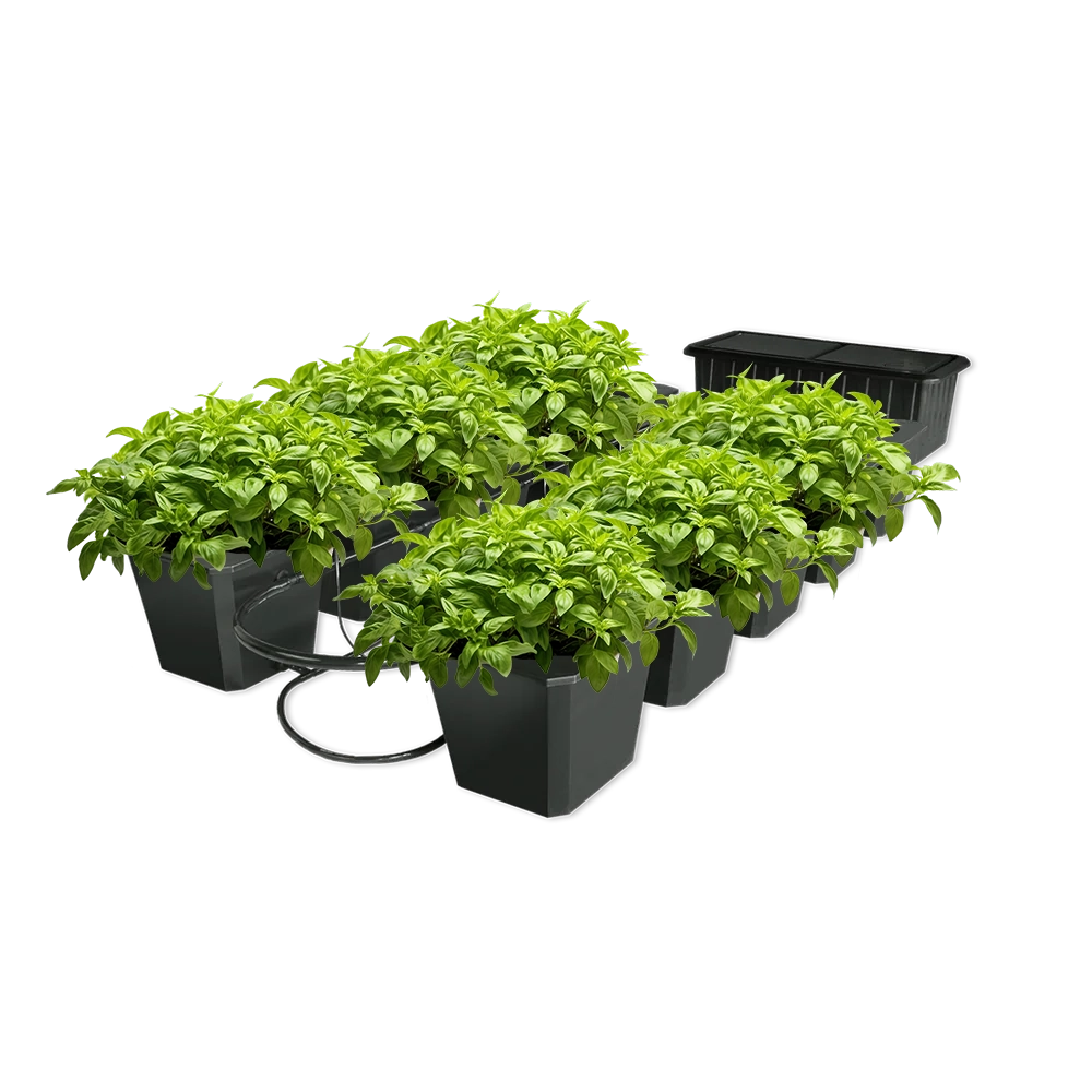 10 plant hydroponic system Hydroponic Bucket System