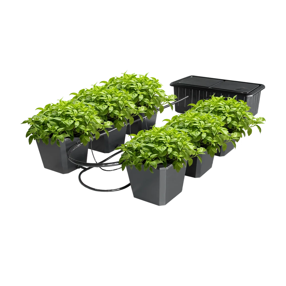 black bubble plant pot Buckets for Hydroponics: Essential Containers for Your Hydroponic System