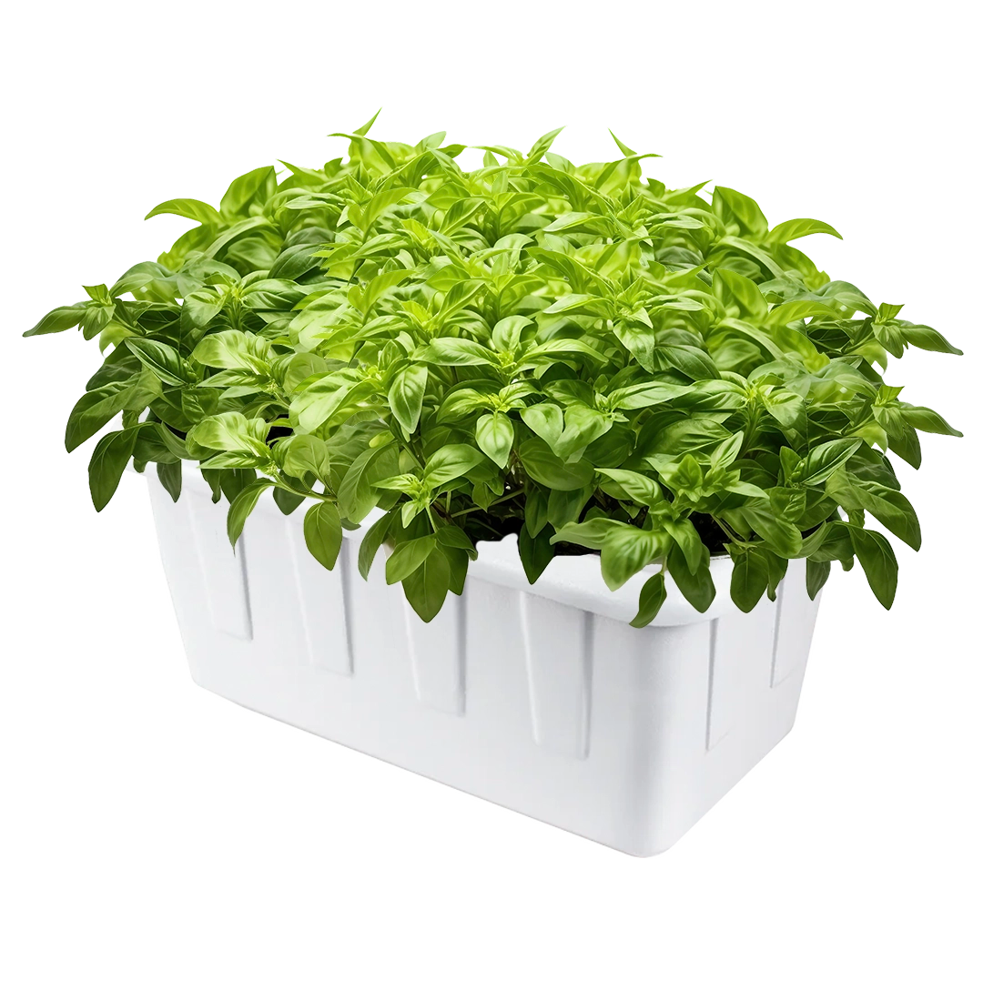 hydroponic plant pot Hydroponic Grow System